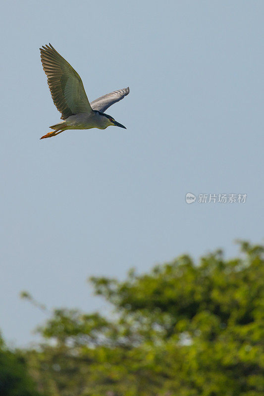 黑冠夜鹭，Nycticorax Nycticorax (hoactli)，飞行:多巴哥